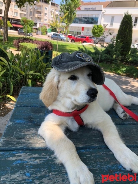 Golden Retriever, Köpek  Gofret fotoğrafı