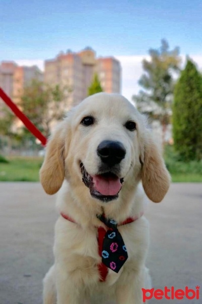 Golden Retriever, Köpek  Gofret fotoğrafı
