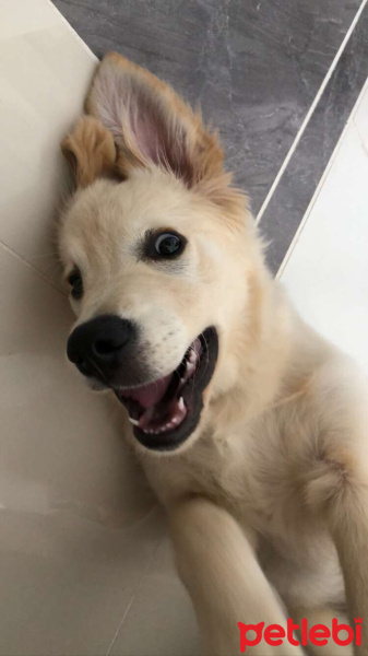 Golden Retriever, Köpek  Gofret fotoğrafı