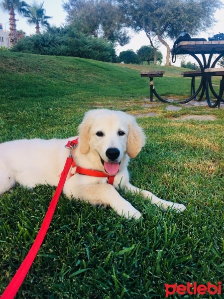 Golden Retriever, Köpek  Gofret fotoğrafı