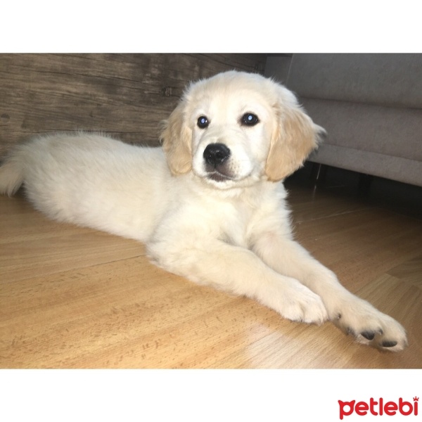 Golden Retriever, Köpek  Gofret fotoğrafı