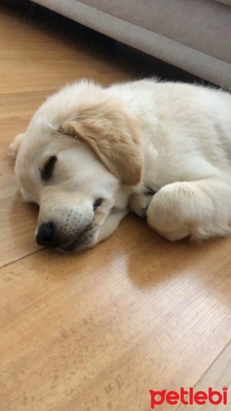 Golden Retriever, Köpek  Gofret fotoğrafı