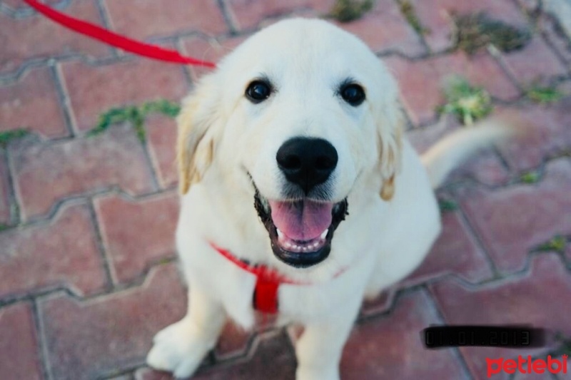 Golden Retriever, Köpek  Gofret fotoğrafı