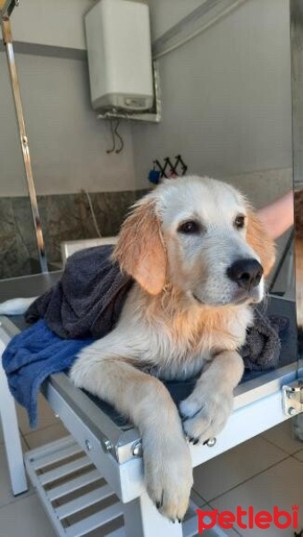 Golden Retriever, Köpek  Gofret fotoğrafı