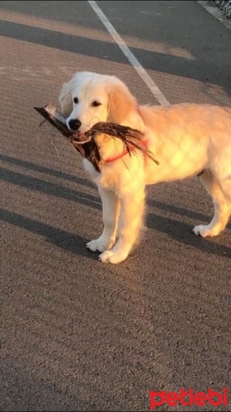 Golden Retriever, Köpek  Gofret fotoğrafı