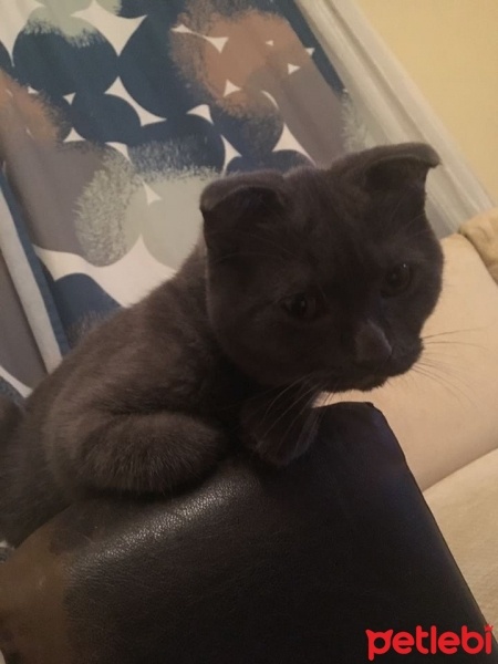 Scottish Fold, Kedi  leo fotoğrafı