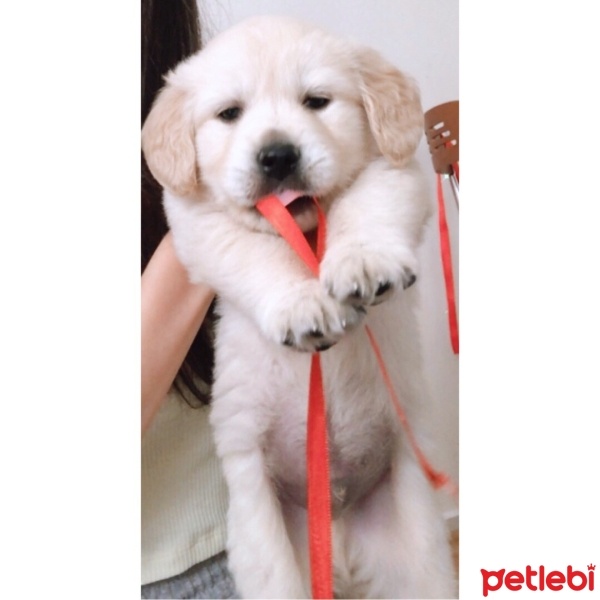 Golden Retriever, Köpek  Gofret fotoğrafı