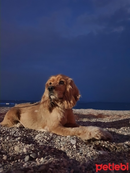 Amerikan Cocker Spaniel, Köpek  Buddy fotoğrafı