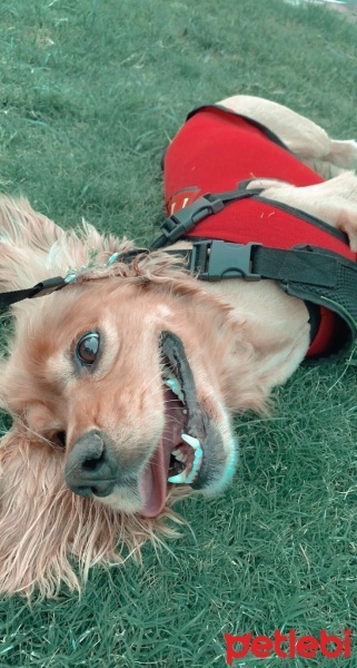 Amerikan Cocker Spaniel, Köpek  Buddy fotoğrafı