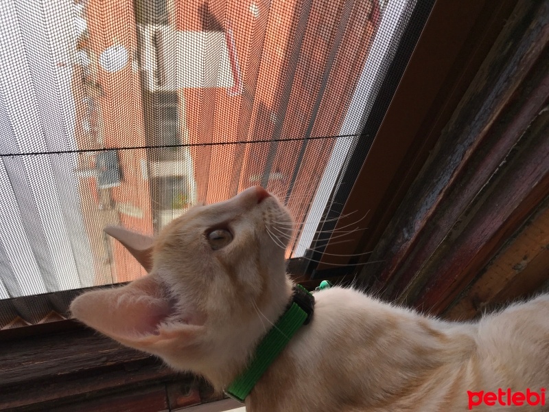 Tekir Kedi, Kedi  Paşa fotoğrafı