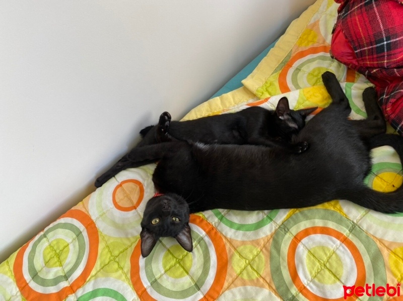 Bombay, Kedi  Zeytin fotoğrafı