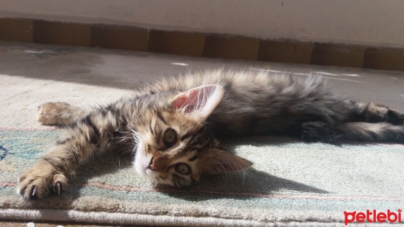 Norwegian Forest, Kedi  Tom fotoğrafı