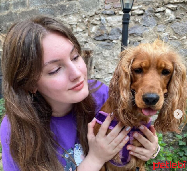 İngiliz Cocker Spaniel, Köpek  Ceku fotoğrafı
