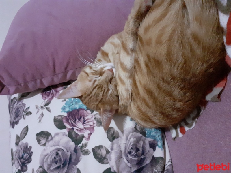 Sarman, Kedi  sarı bal fotoğrafı