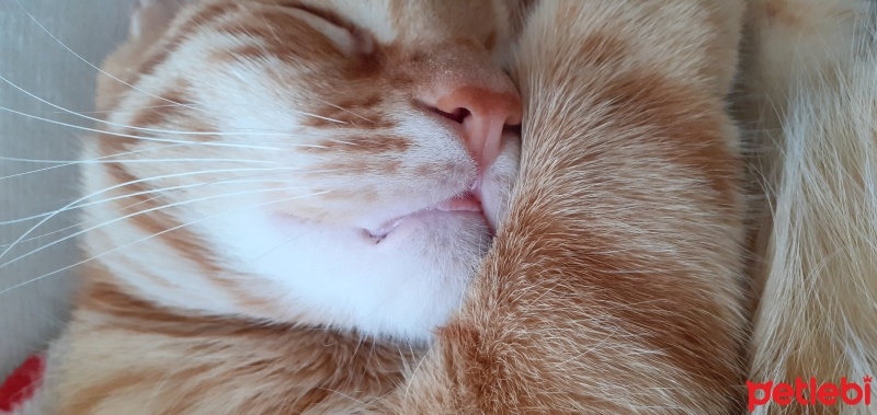 Sarman, Kedi  sarı bal fotoğrafı