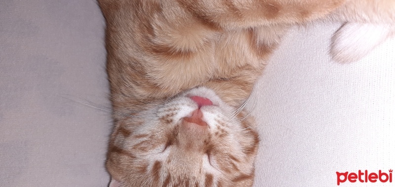 Sarman, Kedi  sarı bal fotoğrafı