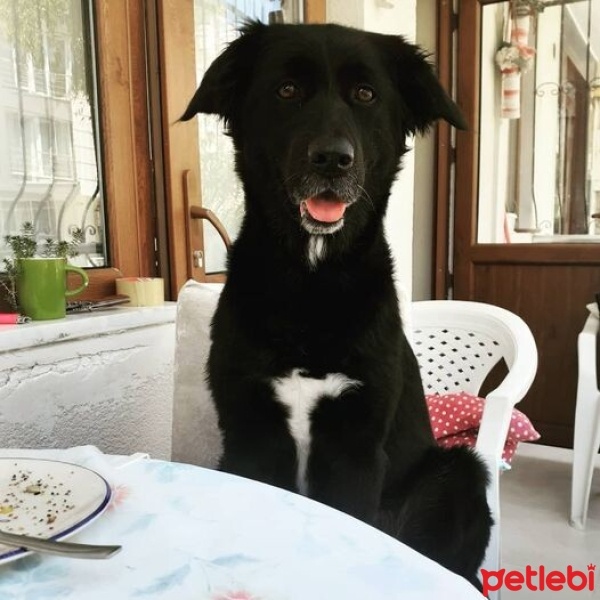 Border Collie, Köpek  Karam fotoğrafı