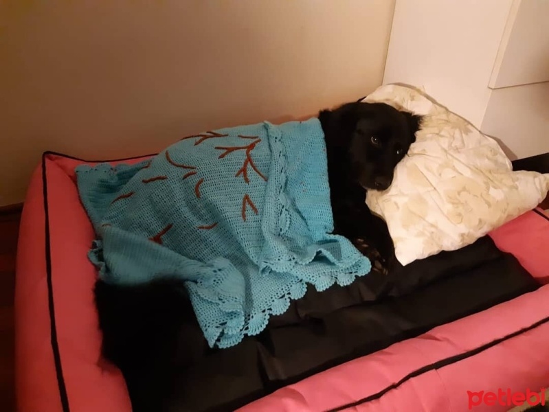 Border Collie, Köpek  Karam fotoğrafı
