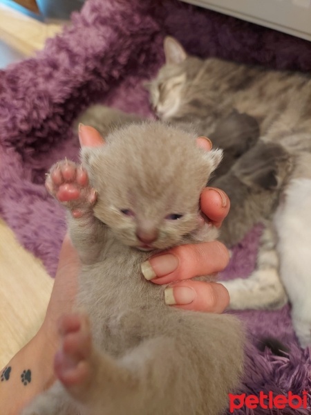 Scottish Fold, Kedi  Cuba fotoğrafı