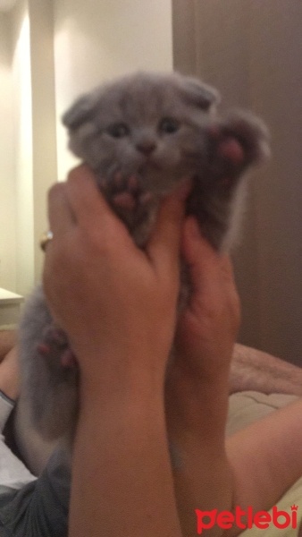 Scottish Fold, Kedi  Cuba fotoğrafı