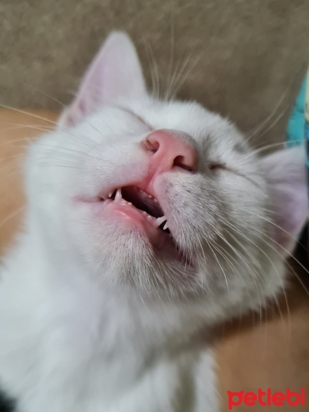 Tekir Kedi, Kedi  Sütlaç fotoğrafı