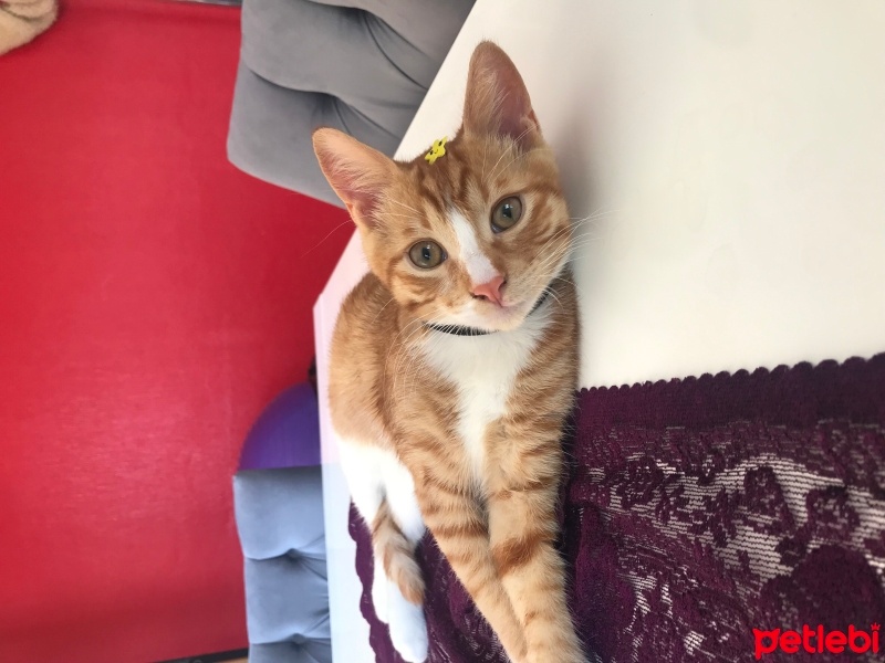 Tekir Kedi, Kedi  Tarçın fotoğrafı