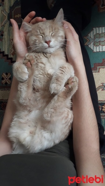 Tekir Kedi, Kedi  Çakıl fotoğrafı