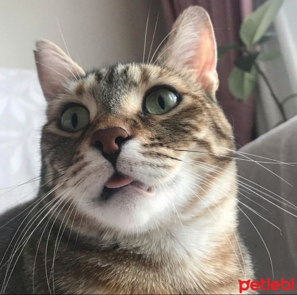 Tekir Kedi, Kedi  Balım fotoğrafı
