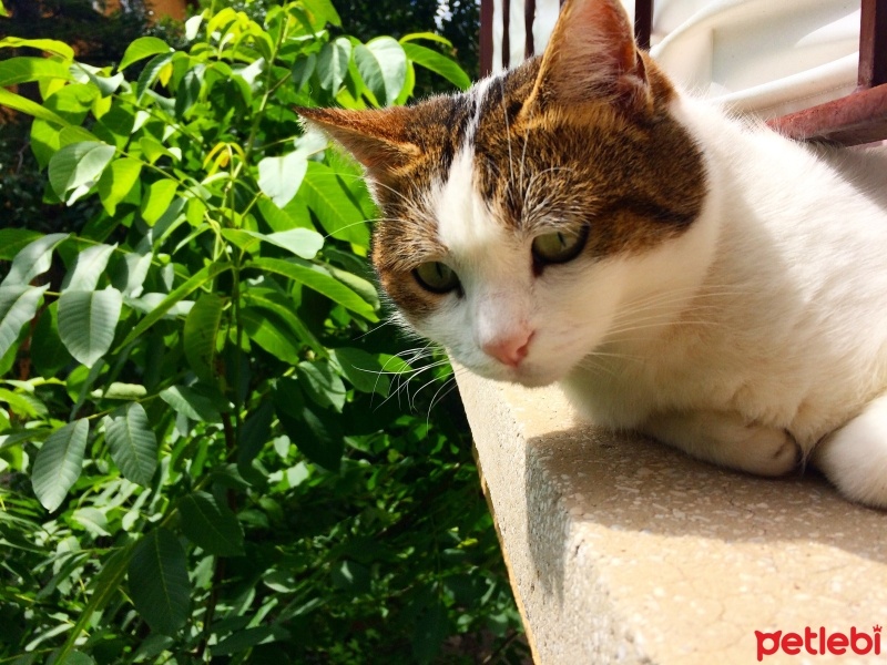 Tekir Kedi, Kedi  Asu fotoğrafı