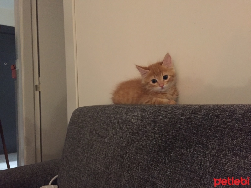 Sarman, Kedi  Mia fotoğrafı
