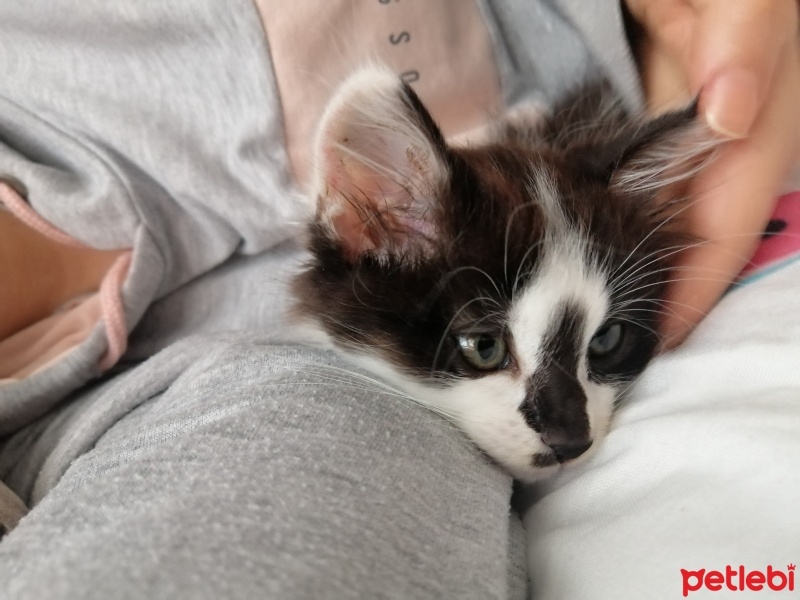 Tekir Kedi, Kedi  Çarşı fotoğrafı