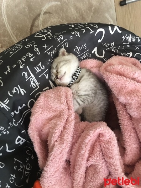 Scottish Fold, Kedi  Müezza fotoğrafı