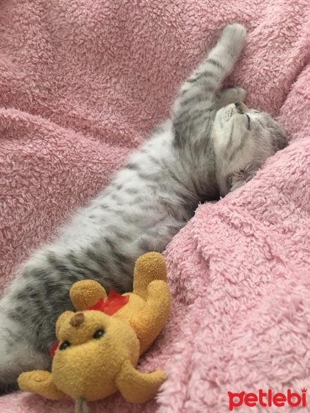 Scottish Fold, Kedi  Müezza fotoğrafı