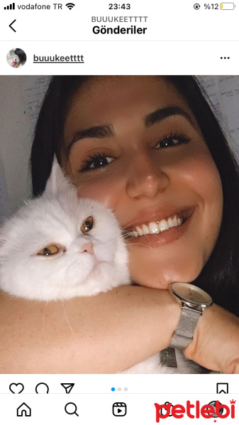 British Shorthair, Kedi  Lolipop fotoğrafı