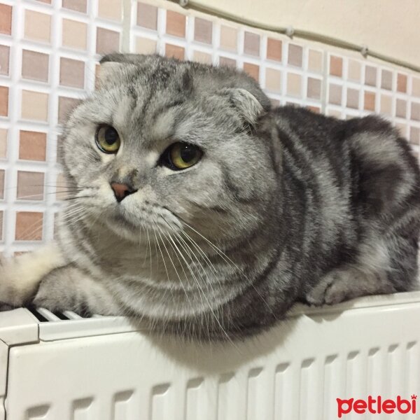 Scottish Fold, Kedi  Ponçik fotoğrafı