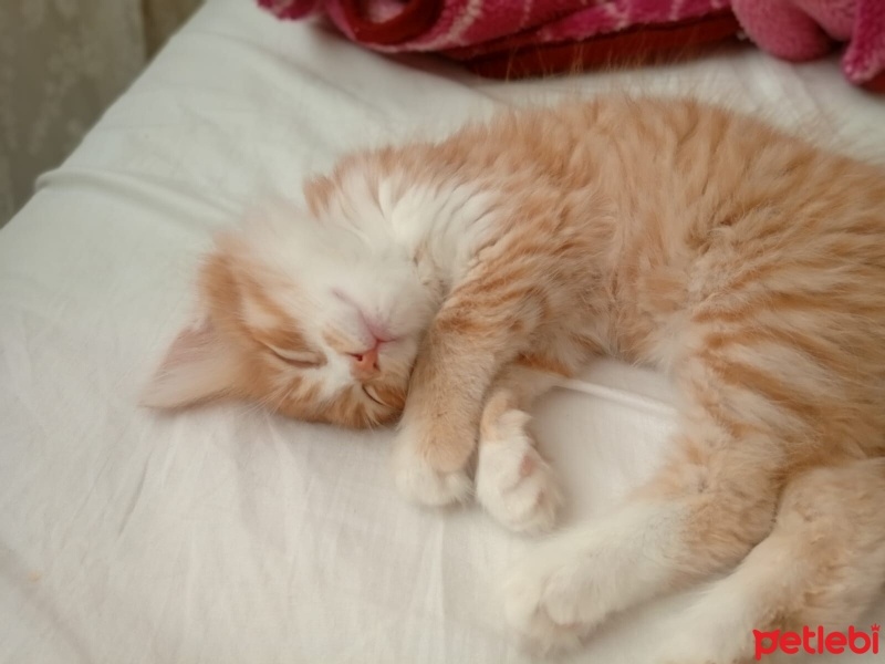 Bombay, Kedi  BAL fotoğrafı