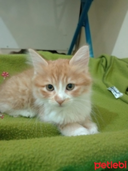Bombay, Kedi  BAL fotoğrafı