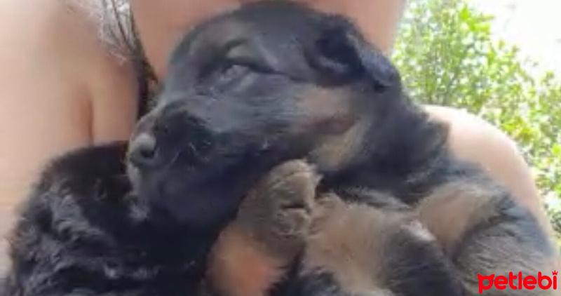 Alman Çoban Köpeği, Köpek  Berlin fotoğrafı