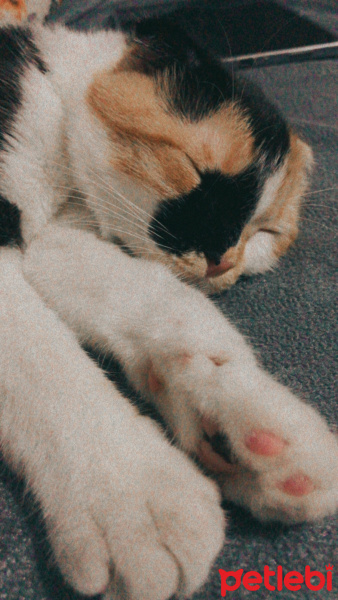 Scottish Fold, Kedi  Kontes fotoğrafı