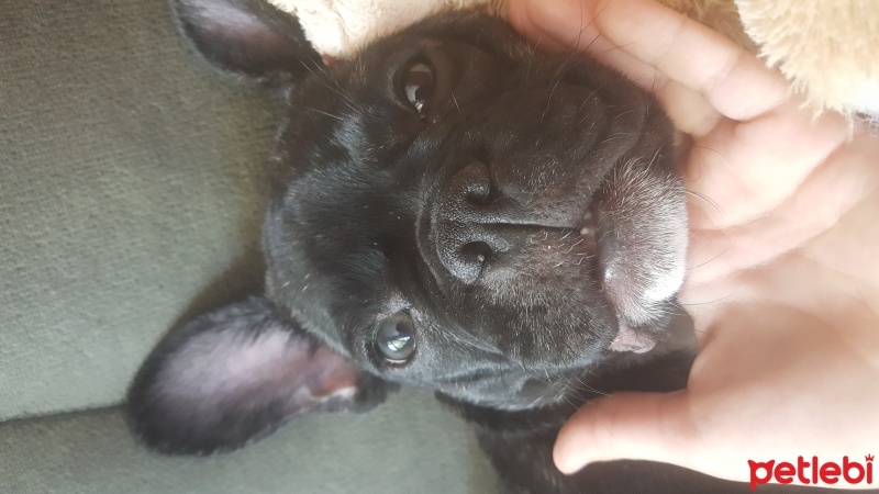 Fransız Bulldog, Köpek  Prenses fotoğrafı