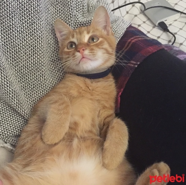 Tekir Kedi, Kedi  Sarman fotoğrafı