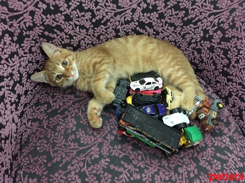 Tekir Kedi, Kedi  Sarman fotoğrafı