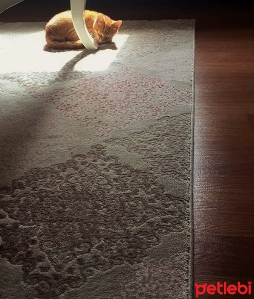 Tekir Kedi, Kedi  Sarman fotoğrafı