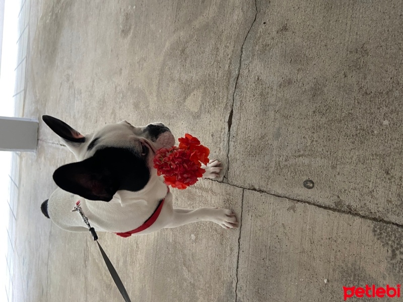 Fransız Bulldog, Köpek  Cesur fotoğrafı