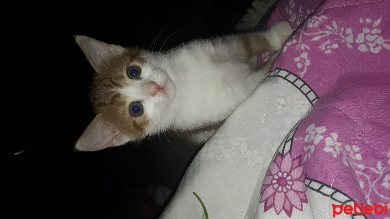 Sarman, Kedi  Gofret - Kartal - Karamel - Kayısı fotoğrafı