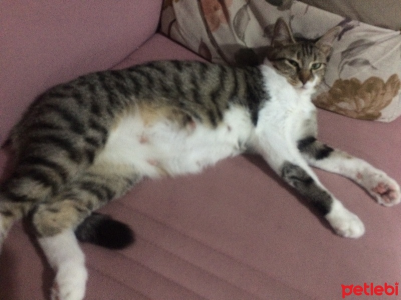 Tekir Kedi, Kedi  Minnoş fotoğrafı