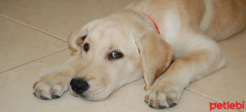 Labrador Retriever, Köpek  paşa fotoğrafı
