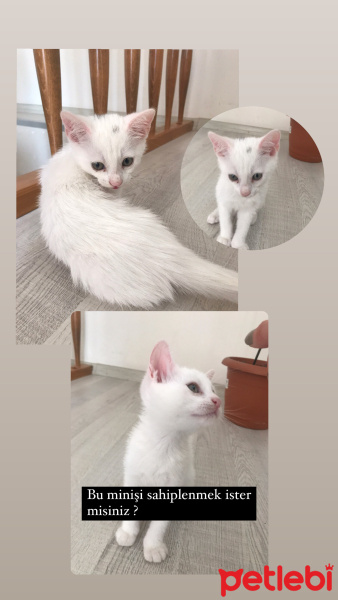 Van Kedisi, Kedi  Pamuk fotoğrafı