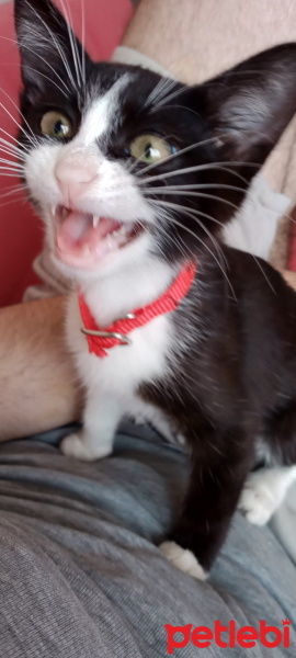 Tekir Kedi, Kedi  Minnoş fotoğrafı