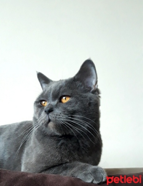British Shorthair, Kedi  Duman fotoğrafı